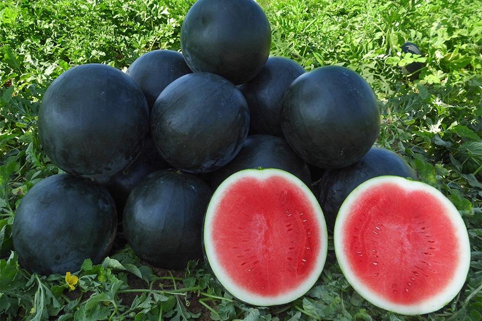 Tarbooj (Watermelon)