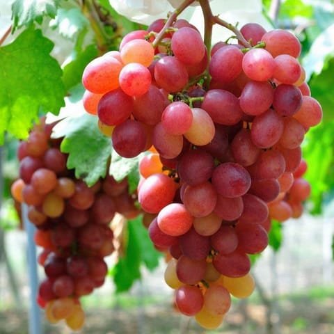 Noori Angoor (Grapes) china