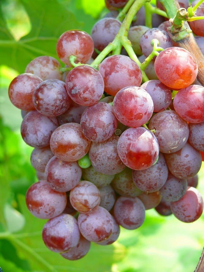 Noori Angoor (Grapes) china