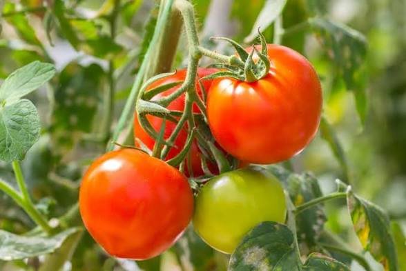 Tamatar (Tomato)