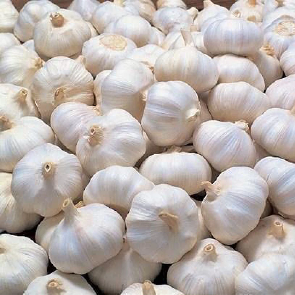 Lahsun (Garlic)