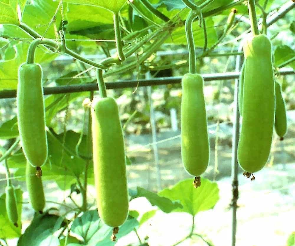 Loki (Bottle Gourd)