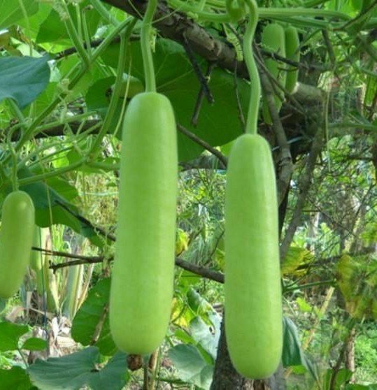 Loki (Bottle Gourd)