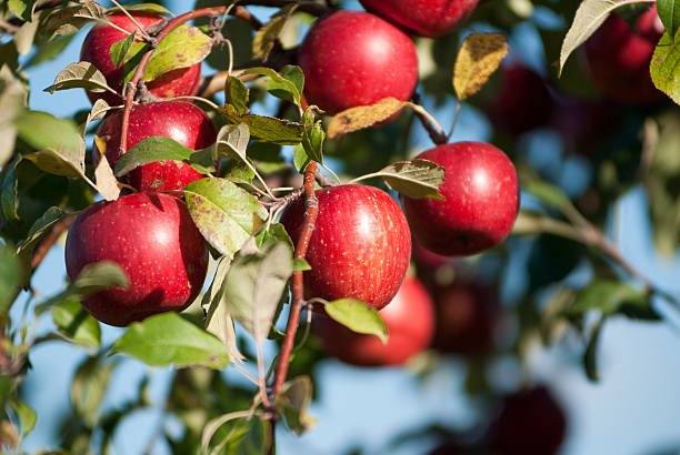 Seb (Apple) Premium