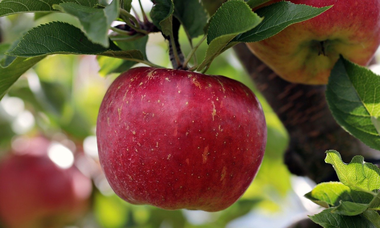 Seb (Apple) Premium