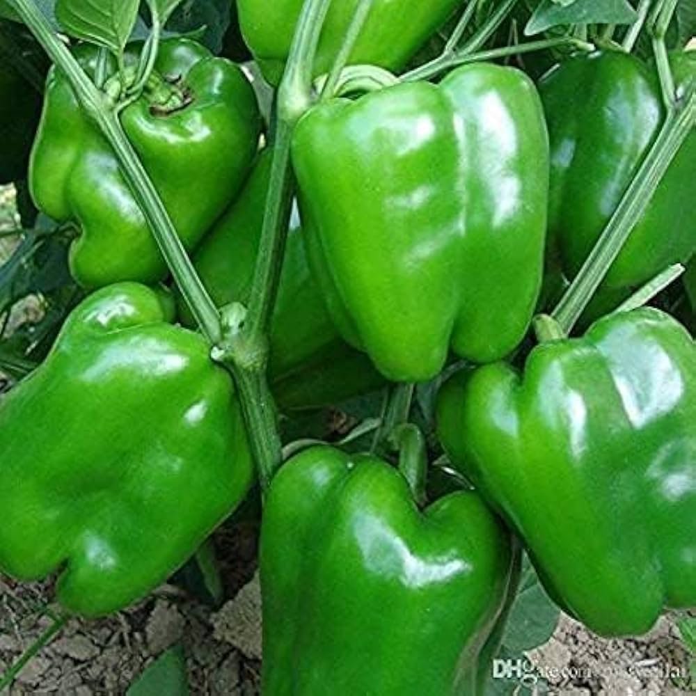 Shimla (Capsicum)
