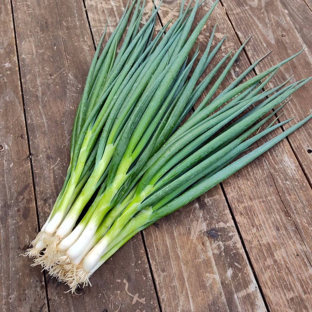 Hari Pyaj (Spring Onion)