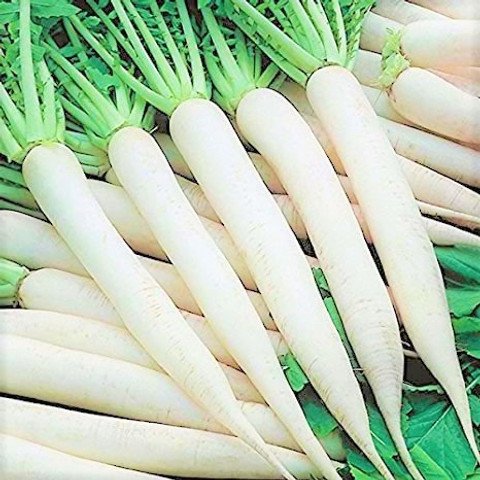 Muli (Radish)