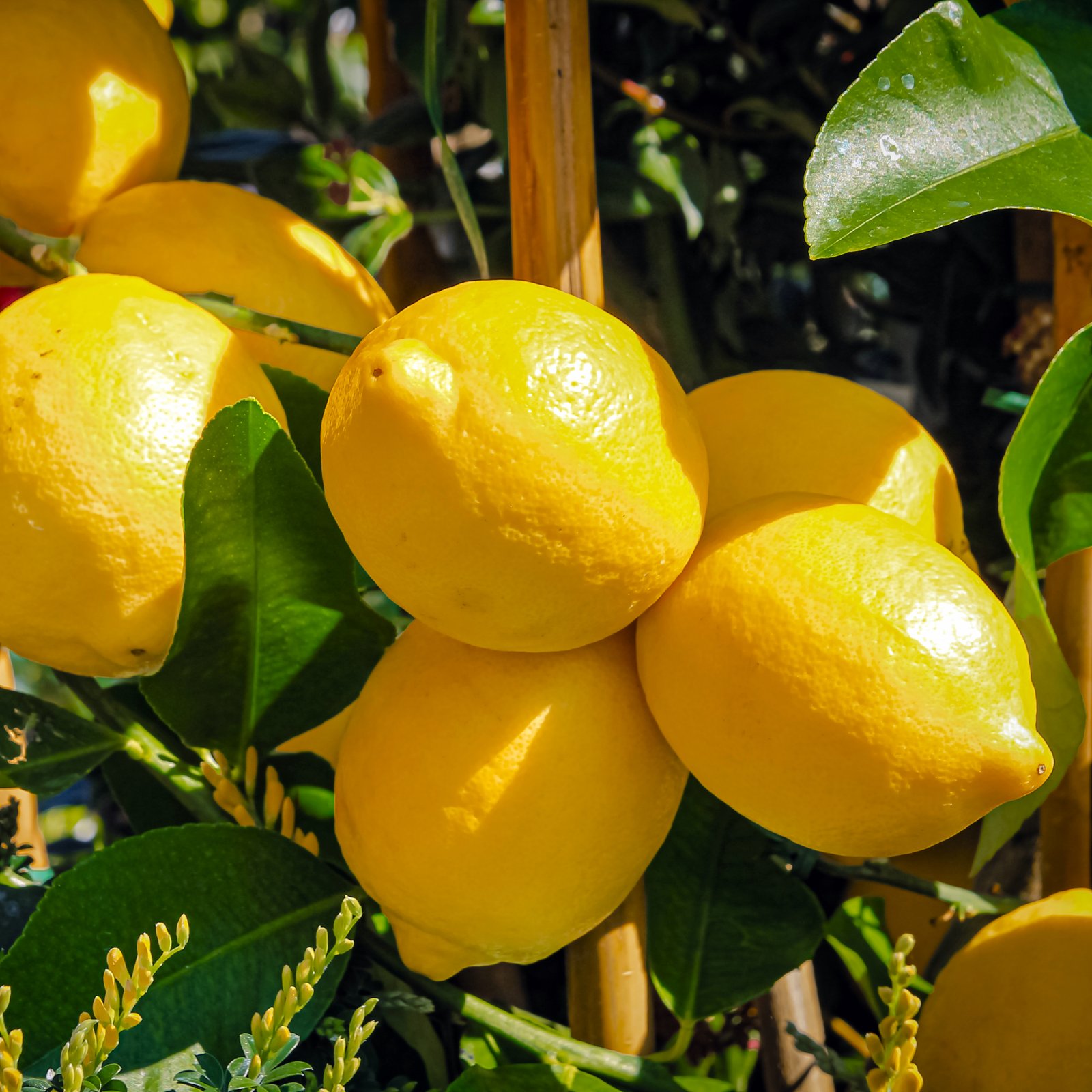 Nimbu (Lemon)