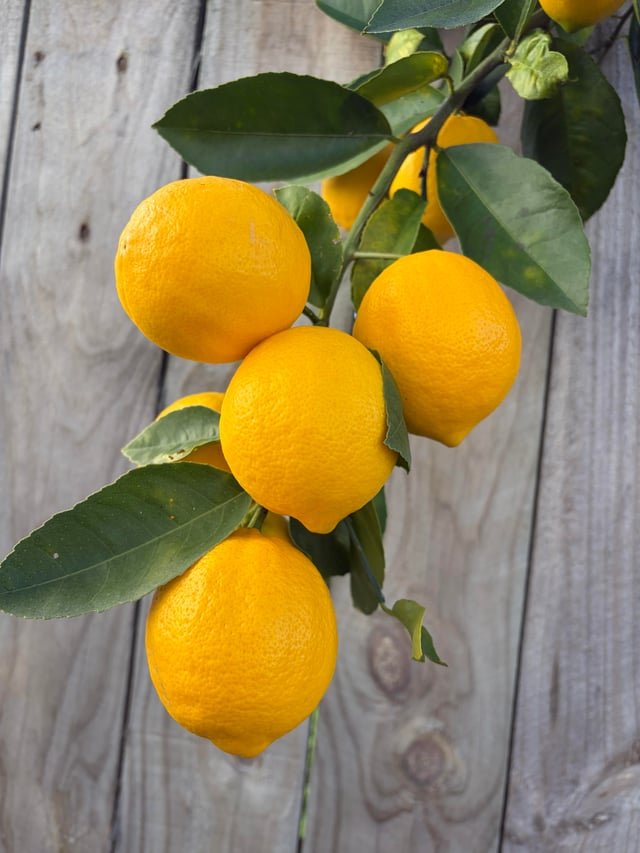 Nimbu (Lemon)