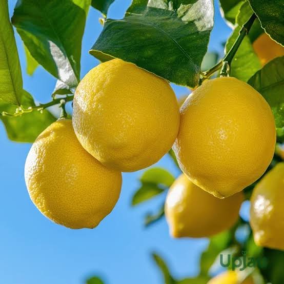 Nimbu (Lemon)