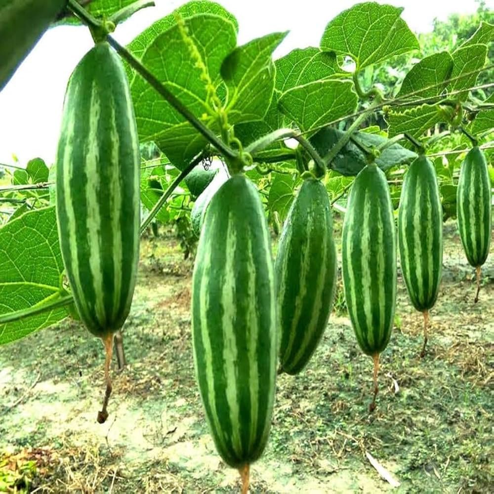 Parmal (Pointed Gourd)