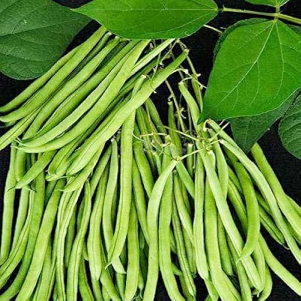 Lobiya Fali (Cowpea Beans)