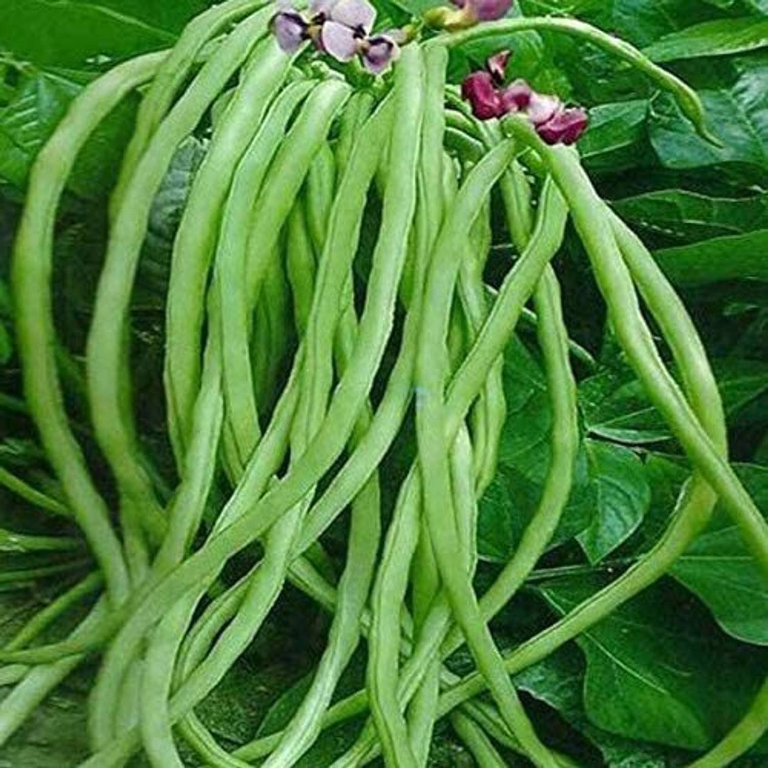 Lobiya Fali (Cowpea Beans)