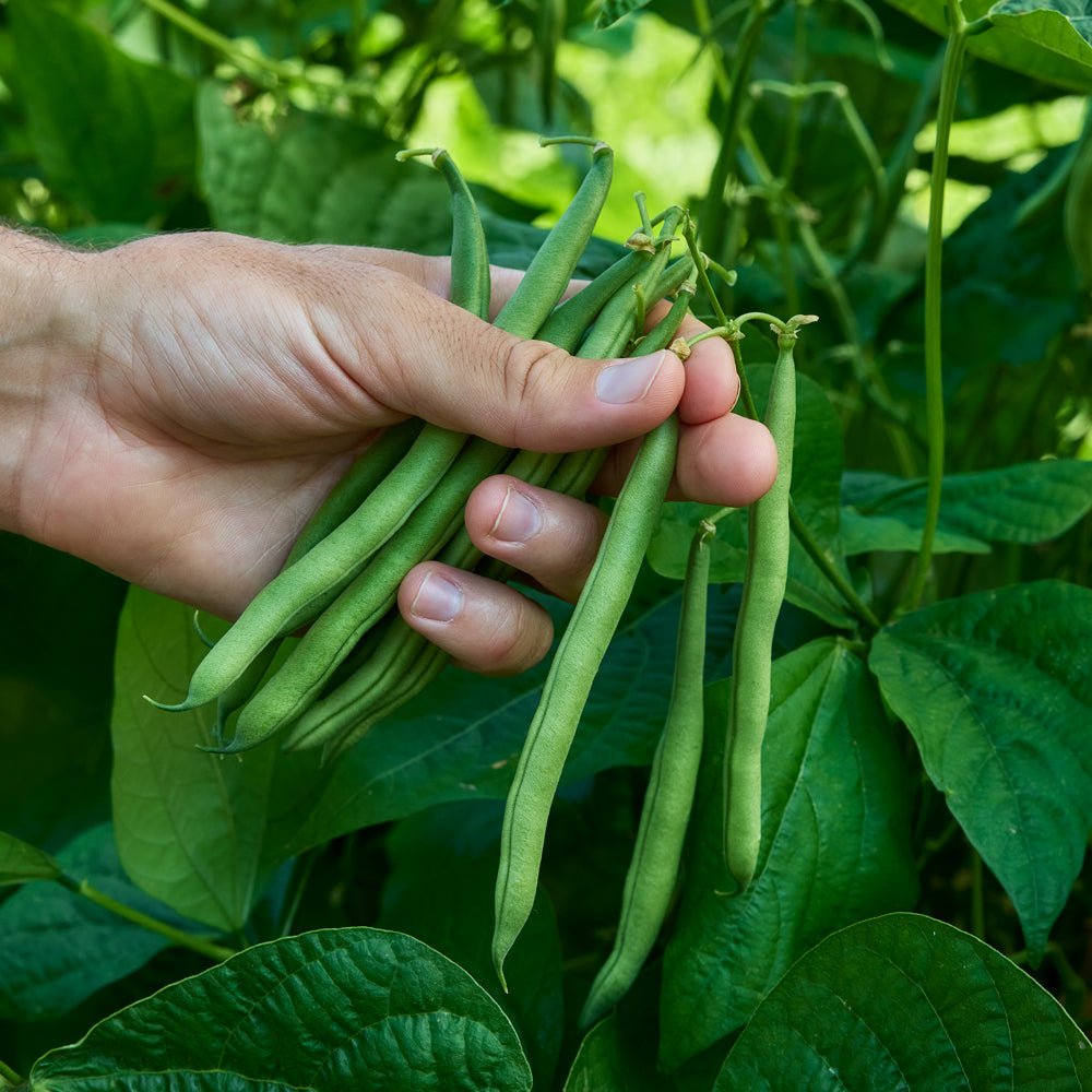 Lobiya Fali (Cowpea Beans)
