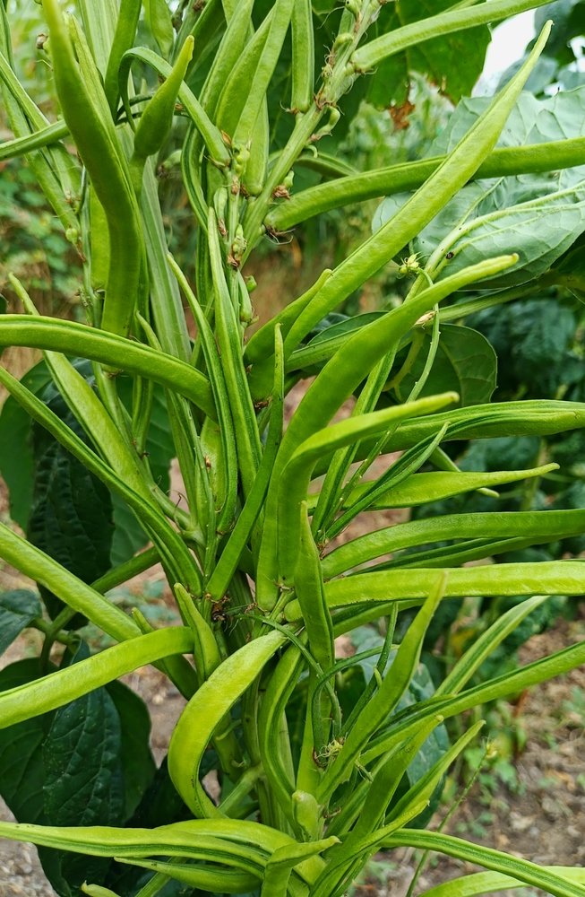 Gwar Fali (Cluster Beans)