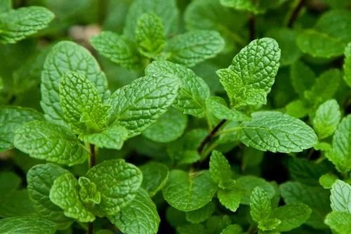 Pudina (Mint)