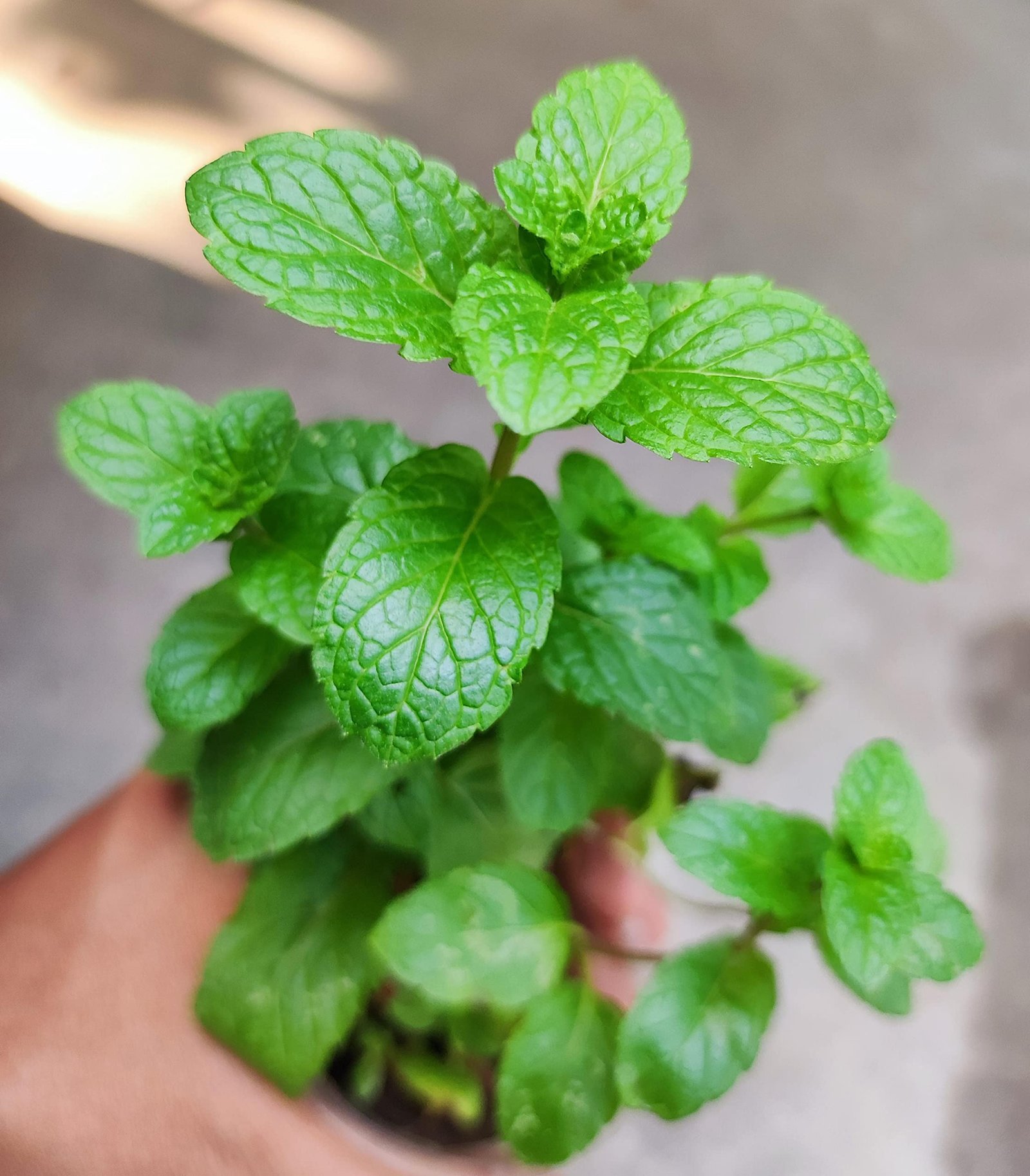 Pudina (Mint)