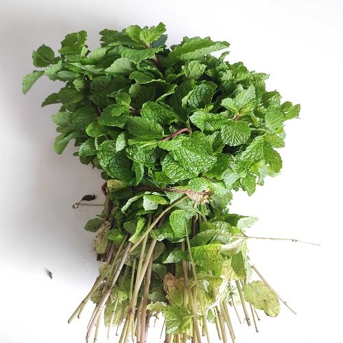 Pudina (Mint)