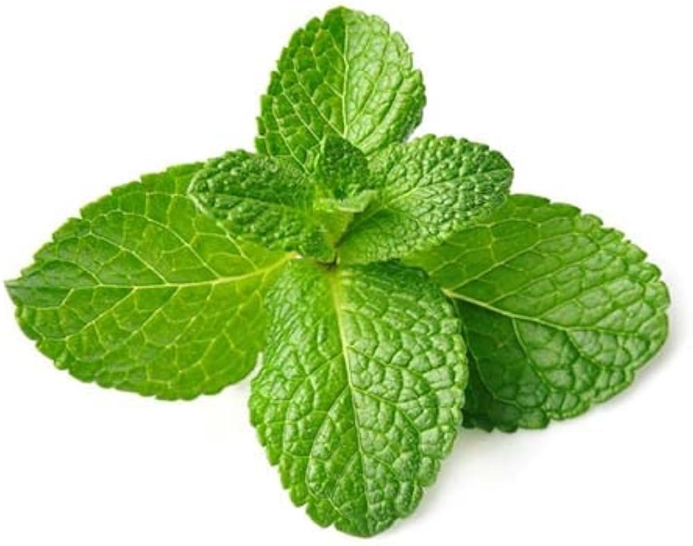 Pudina (Mint)
