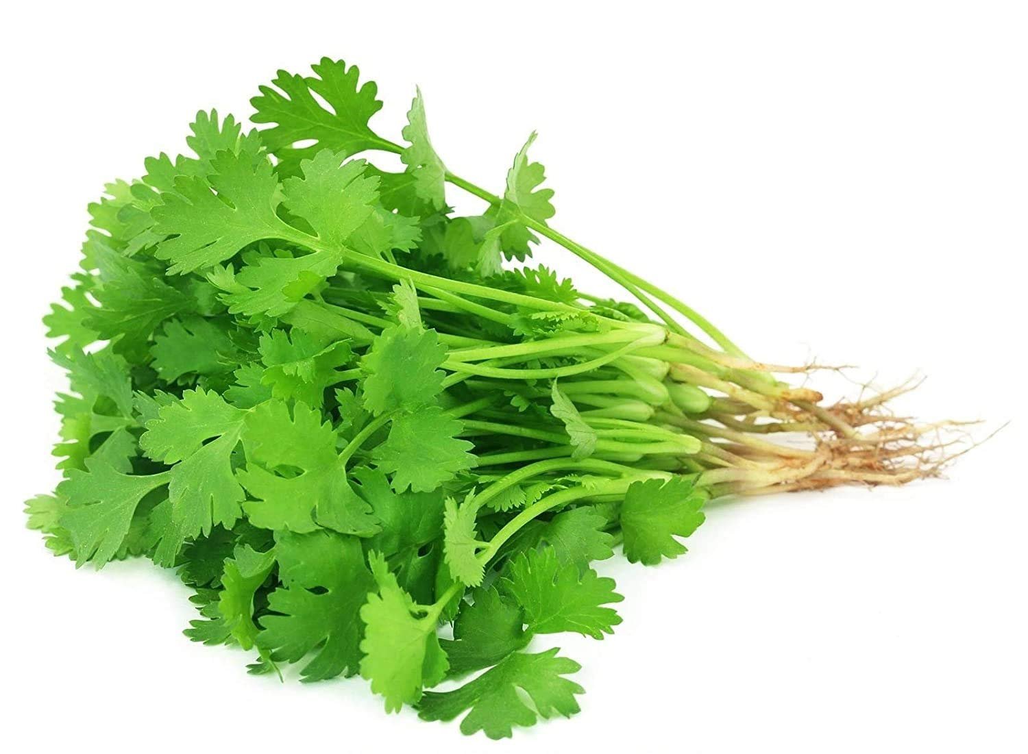 Dhaniya (Coriander)