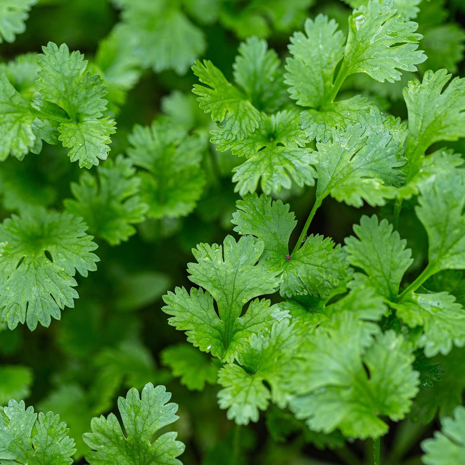 Dhaniya (Coriander)
