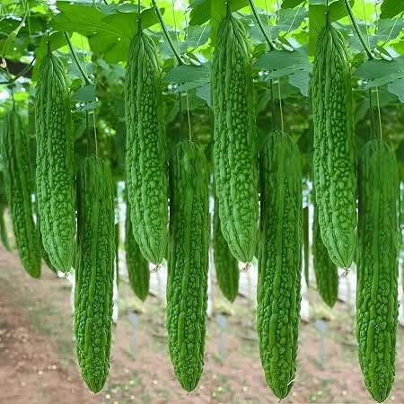 Karela (Bitter Gourd)