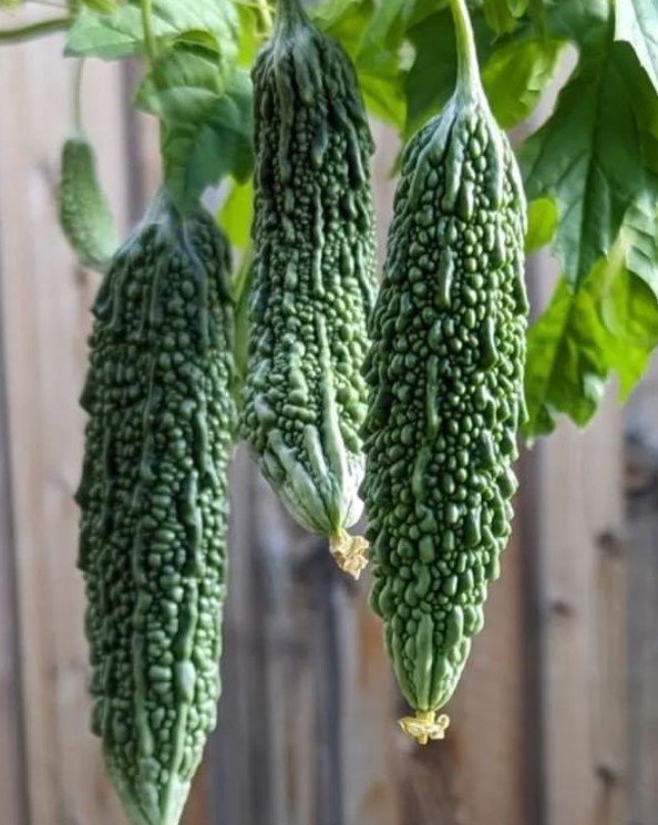 Karela (Bitter Gourd)