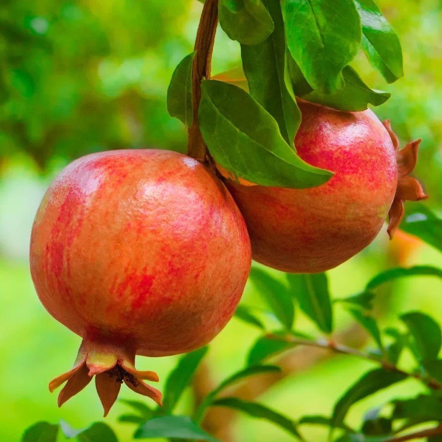 Anar Premium