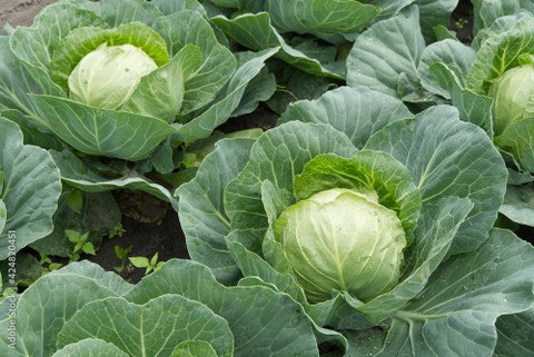 Patta Gobhi (Cabbage)