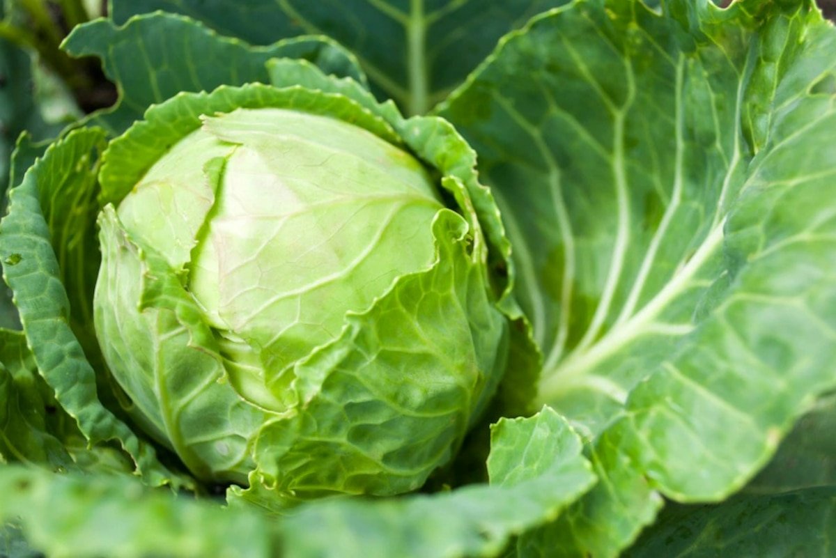Patta Gobhi (Cabbage)