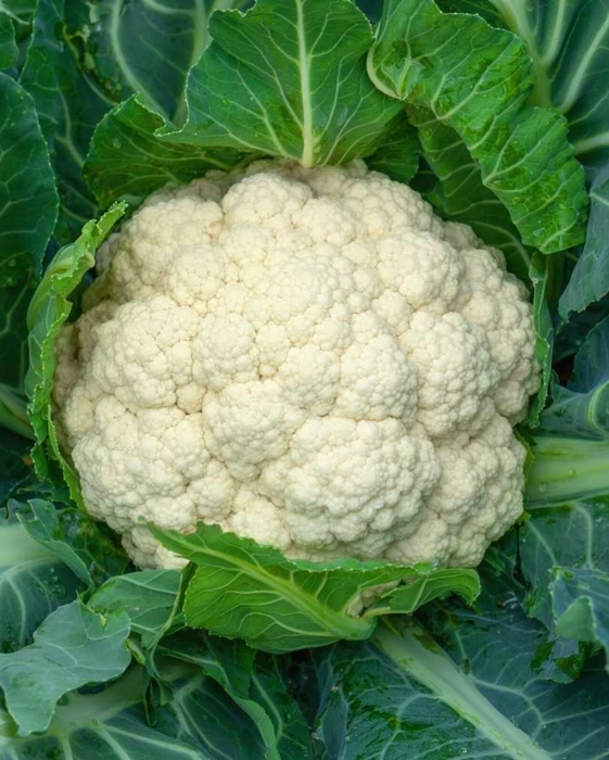 Phool Gobhi (Cauliflower)