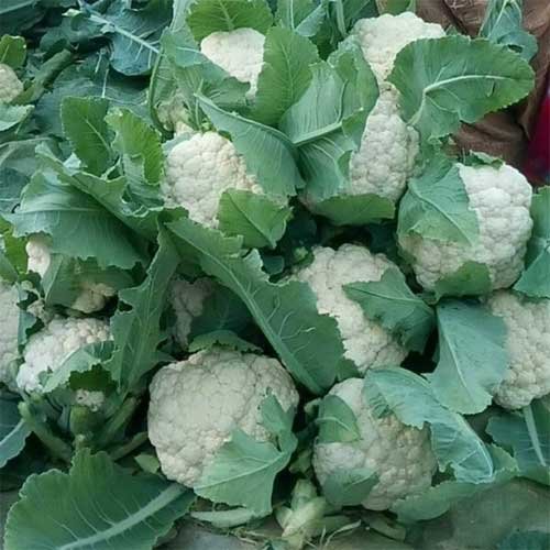 Phool Gobhi (Cauliflower)