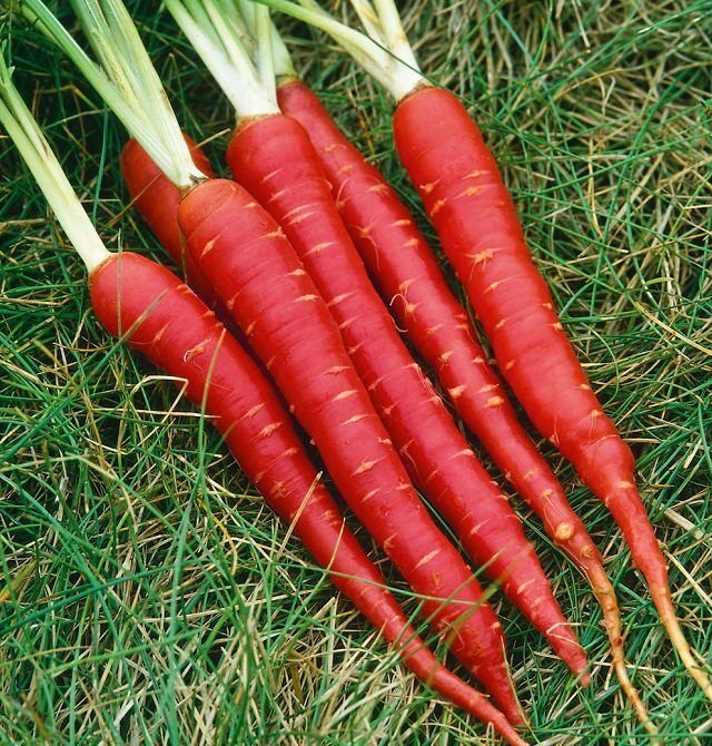 Gajar (Carrot)
