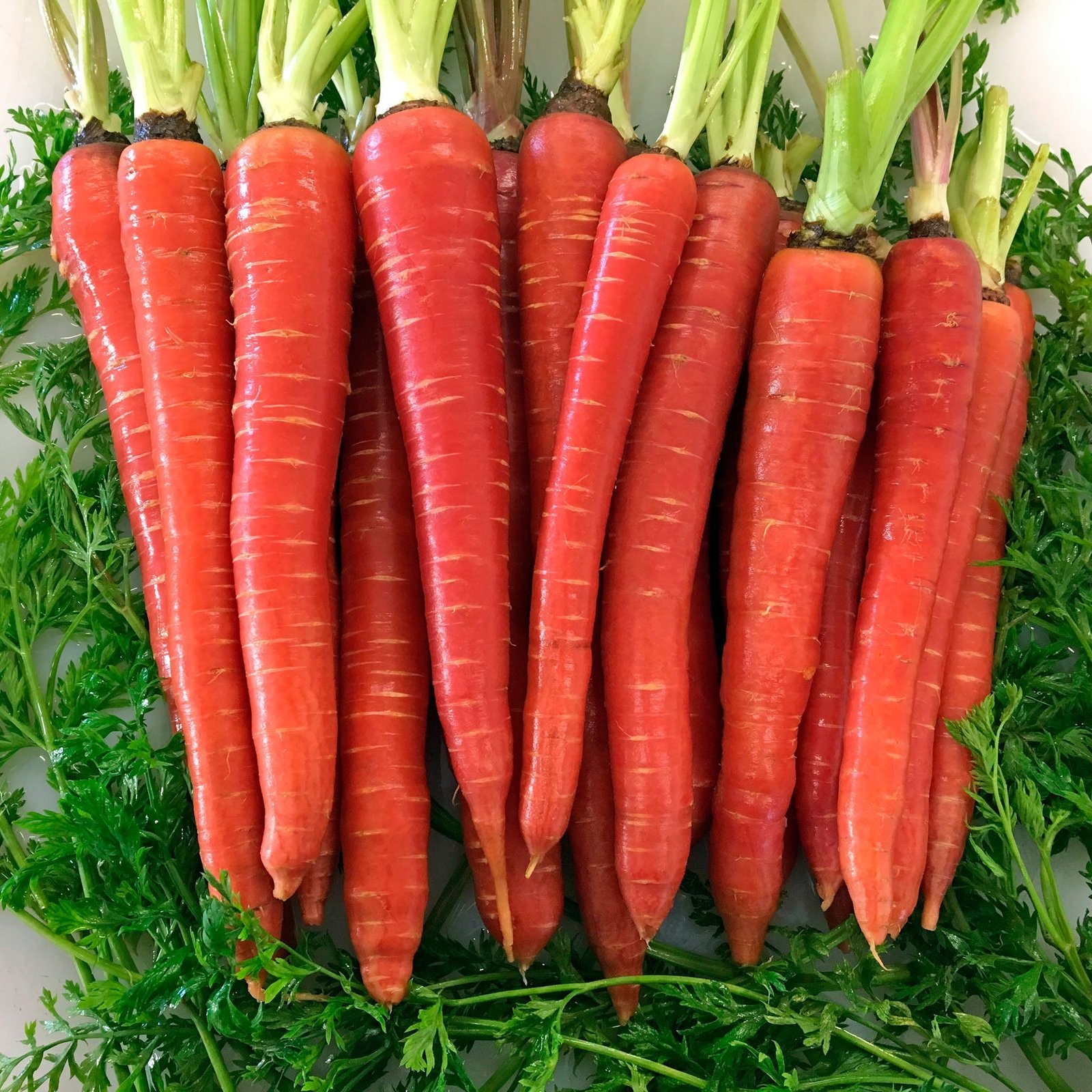 Gajar (Carrot)