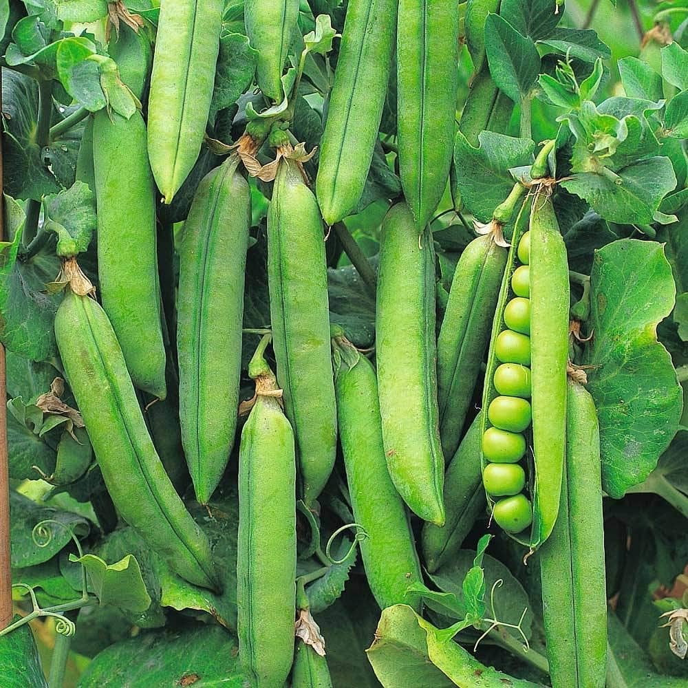 Matar (Green Peas)