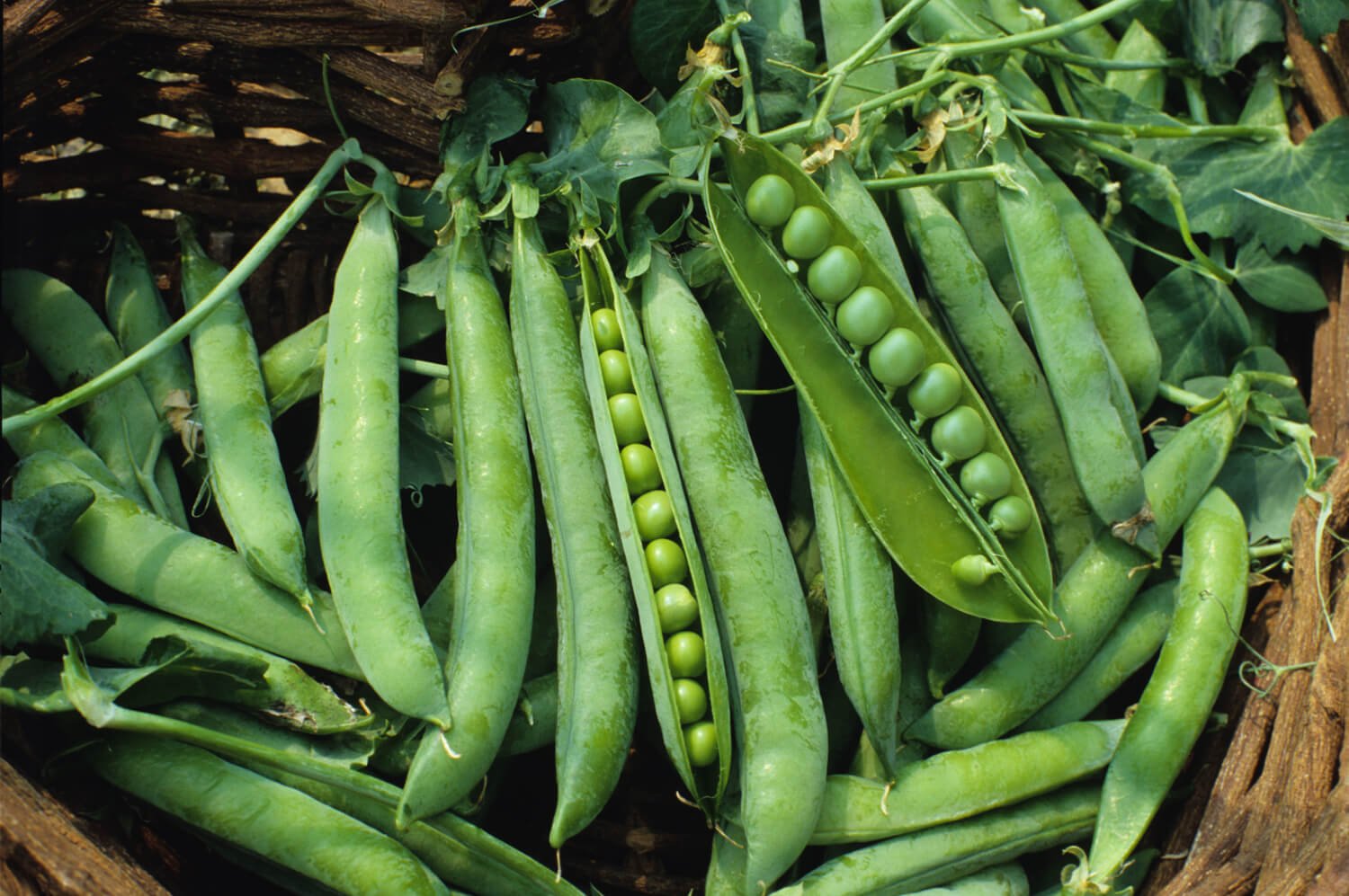 Matar (Green Peas)