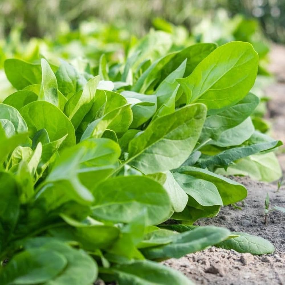 Palak (Spinach)