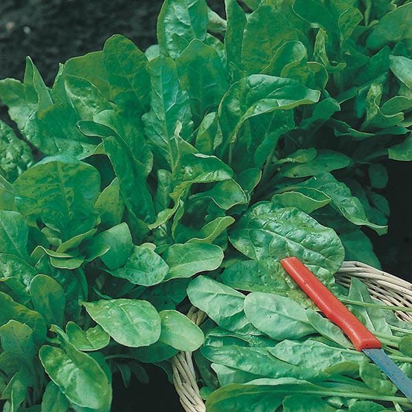 Palak (Spinach)