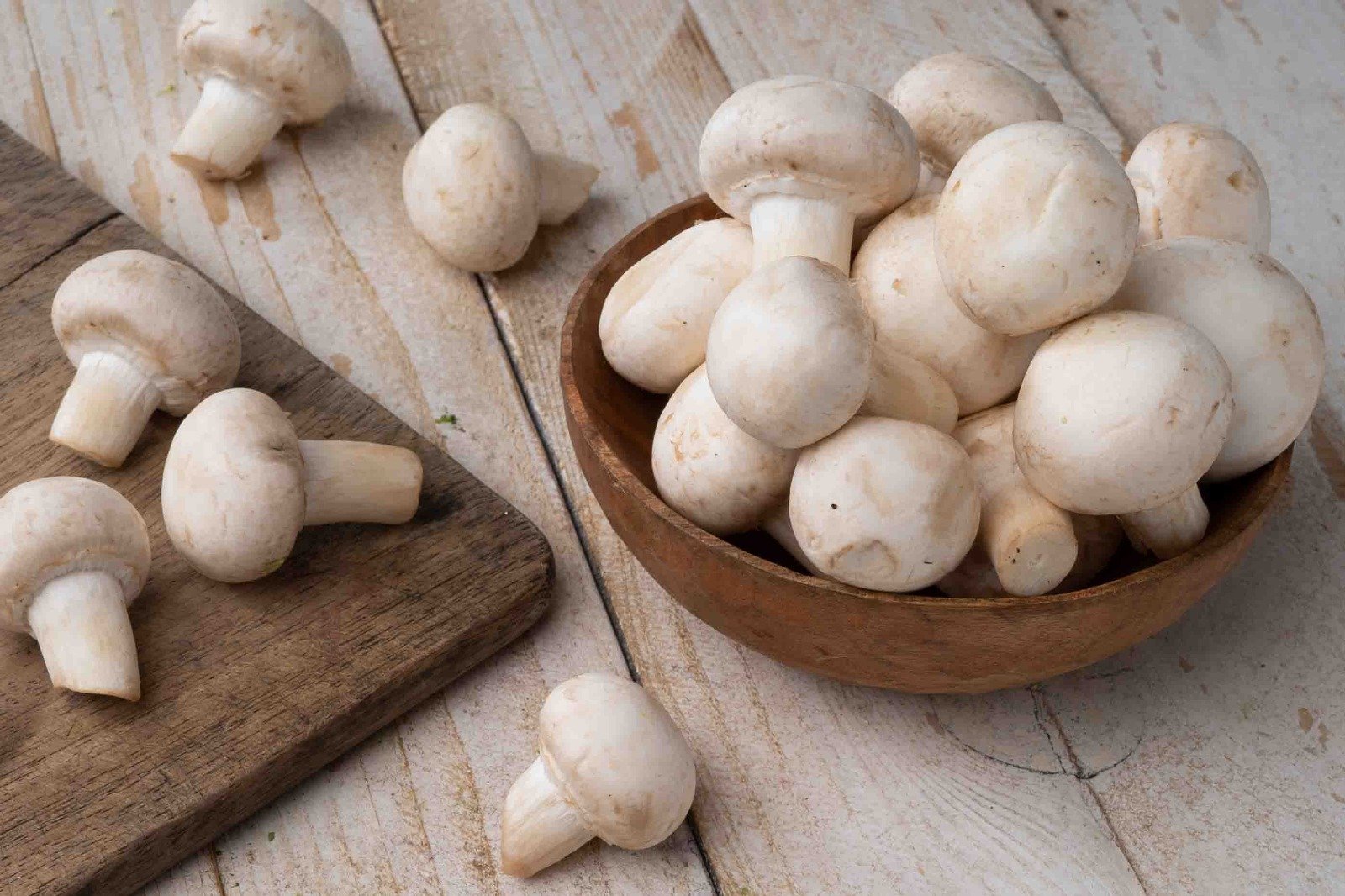 Mushroom (Mushroom)