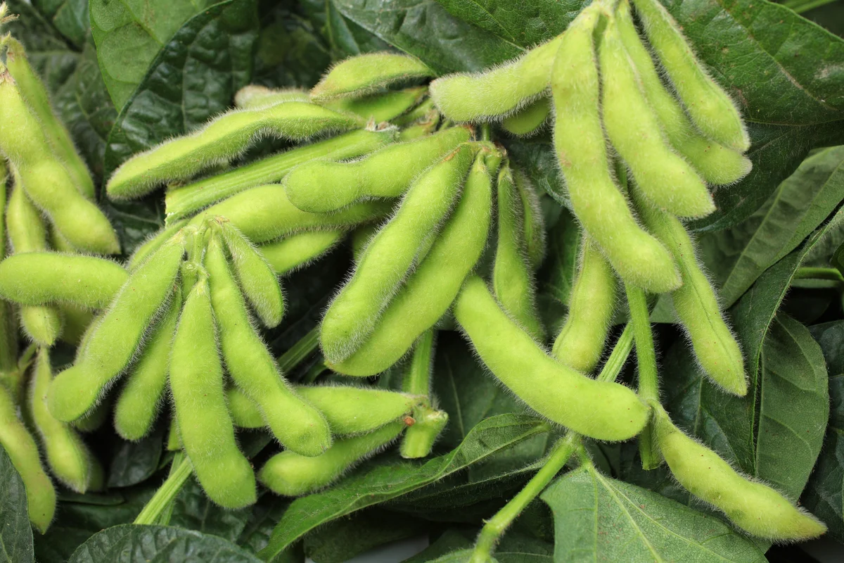 Soybean Chap (Soya Chaap)